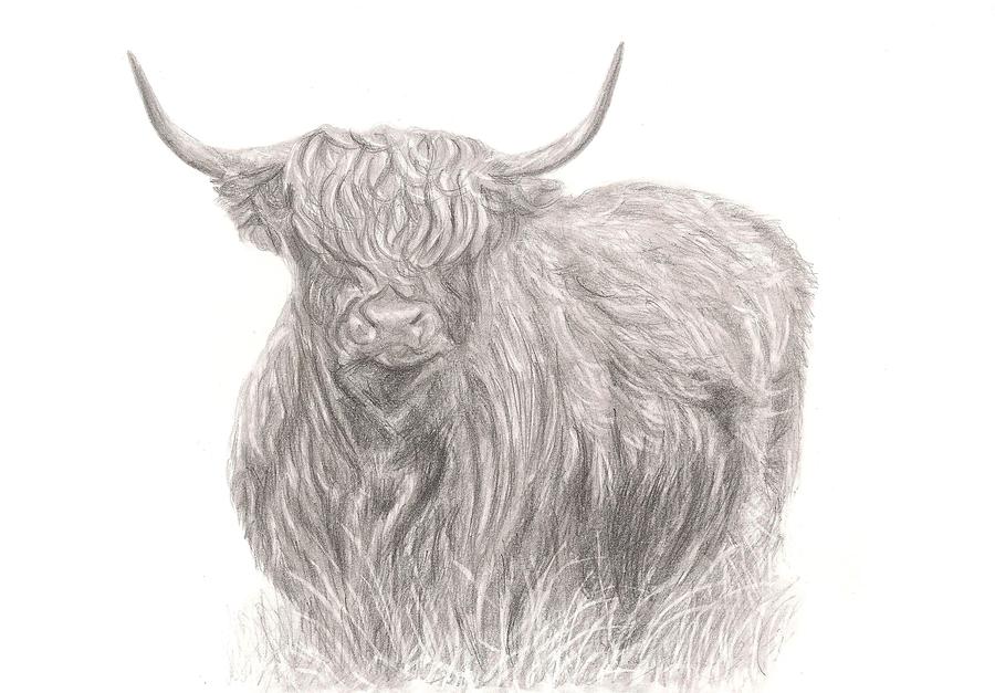 900x627 highland cow afar drawing - Highland Cow Drawing