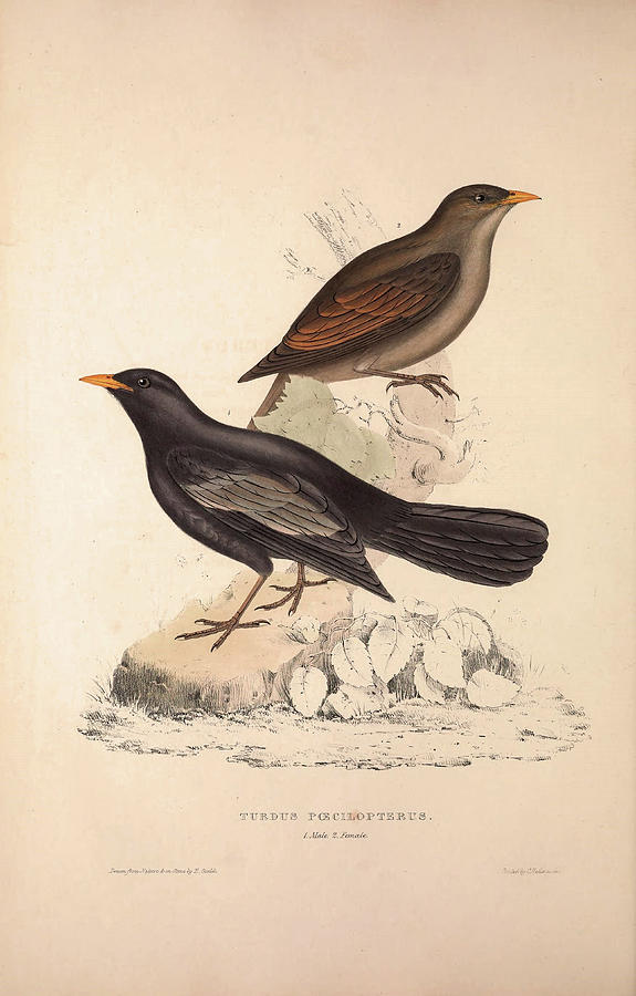 575x900 Turdus Poecilopterus, Aztec Thrush Birds From The Himalaya - Himalaya Drawing