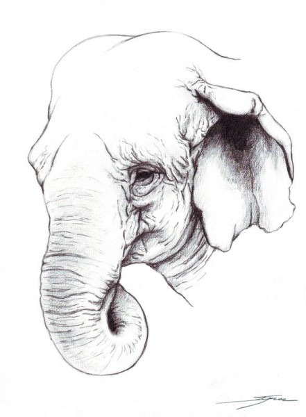 441x600 Elephant Pencil Drawing Images - Hindu Elephant Drawing