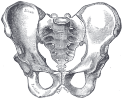 250x202 Pelvis - Hip Drawing