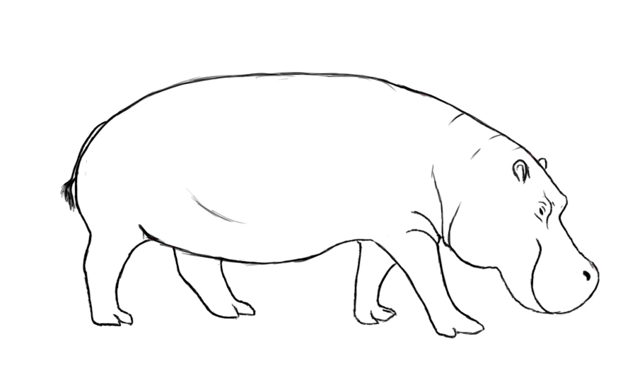 891x544 How To Draw A Hippopotamus - Hippo Drawing