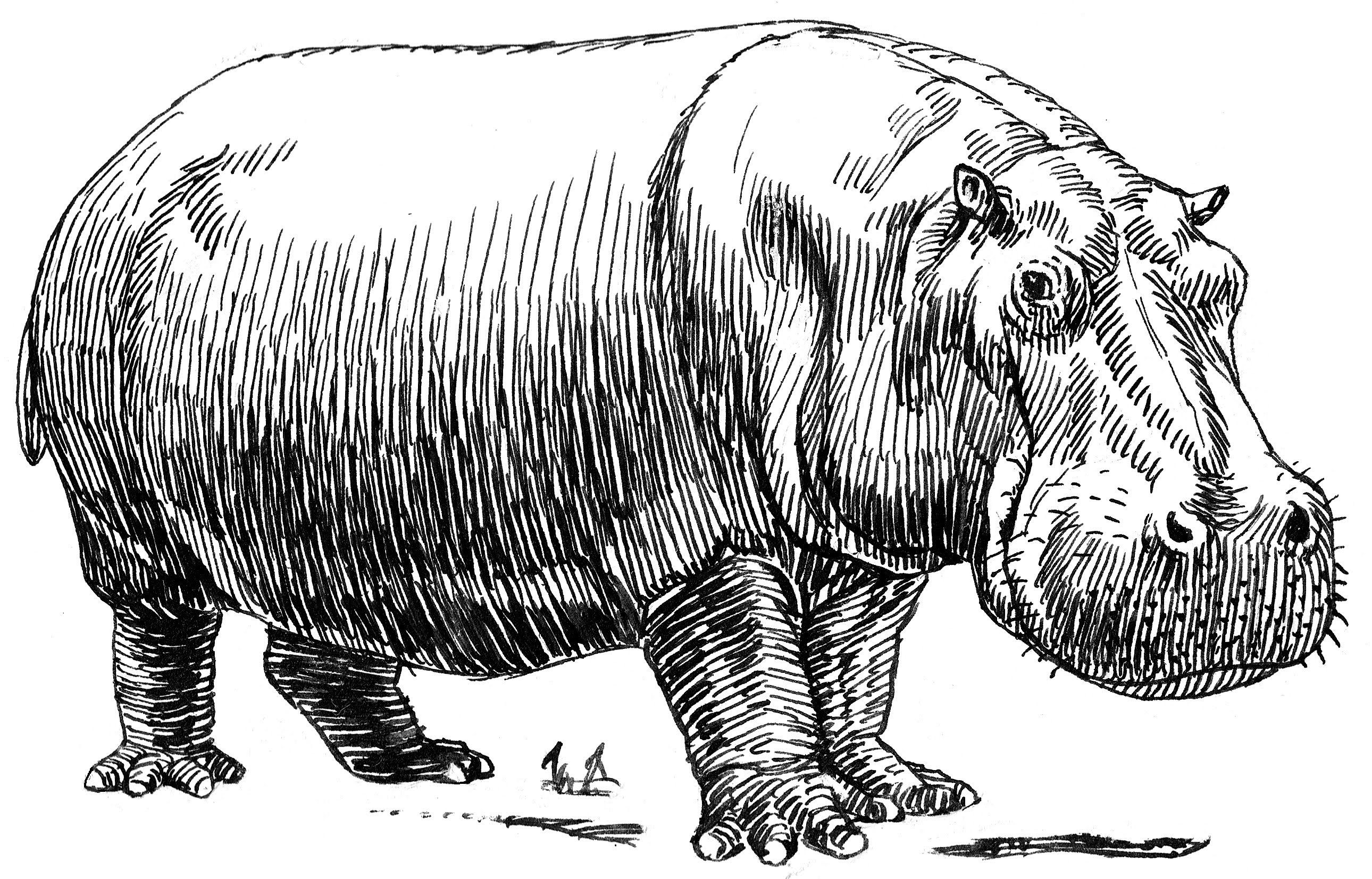 2580x1654 Tattoos Hippopotamus, Hippo Drawing - Hippo Drawing