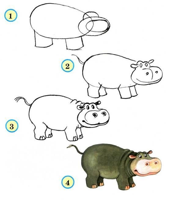 553x656 How To Draw Peacock Step - Hippo Drawing For Kids