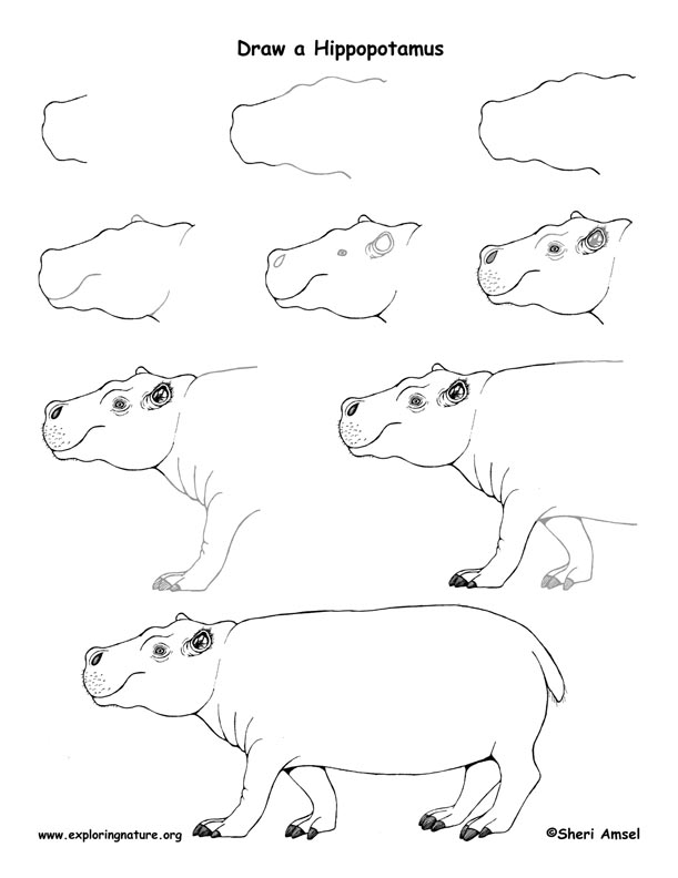 611x792 hippopotamus drawing lesson - Hippo Drawing Step By Step