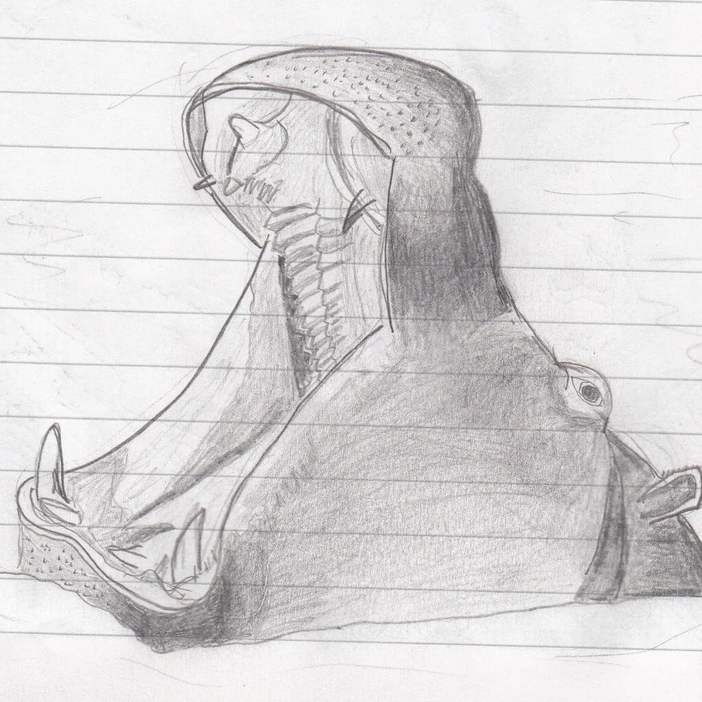 1024x1024 Day Bottles, Cross Hatching, Face, Hippo Roar - Hippo Face Drawing