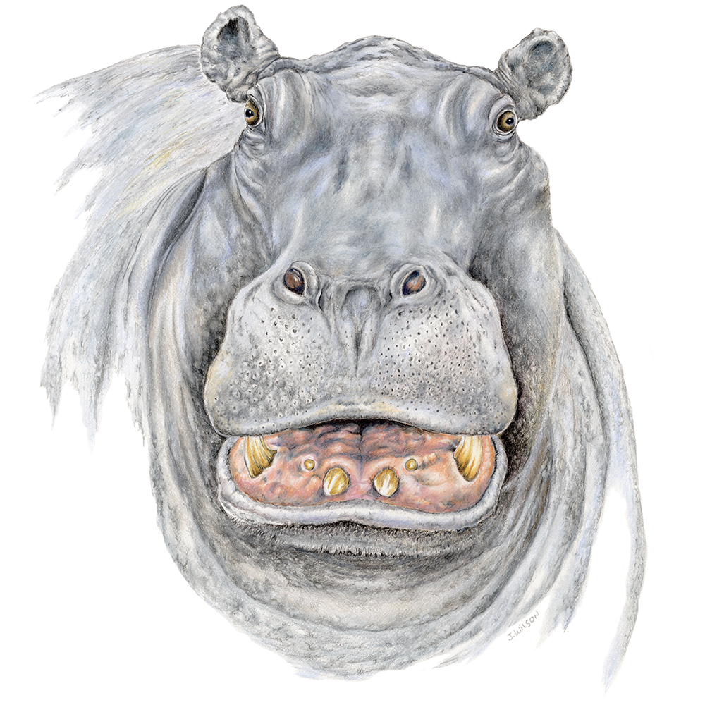 1000x1000 Hippo Face Limited Edition Print Wildlife Drawings - Hippo Face Drawing