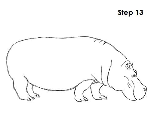 500x386 Huge Collection Of 'hippopotamus Drawing' Download More Than - Hippo Line Drawing