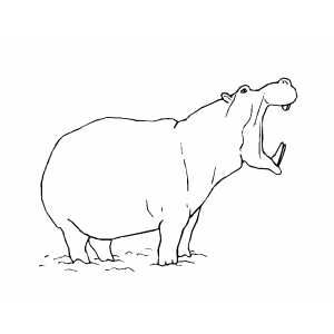 300x300 Angry Hippo Line Drawing Home Drawings, Sketches, Ideas - Hippo Line Drawing