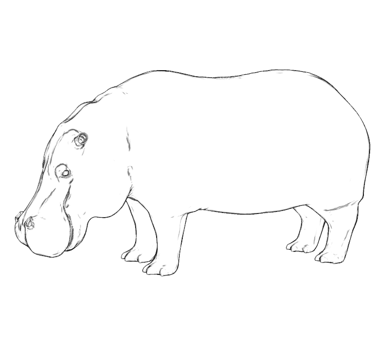 Hippo Outline Drawing at PaintingValley.com | Explore collection of ...