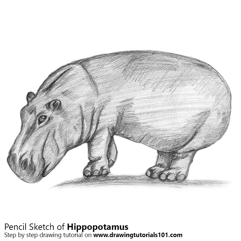 800x800 Hippopotamus Pencil Drawing - Hippopotamus Drawing
