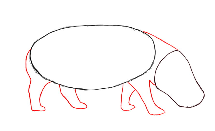 891x544 How To Draw A Hippopotamus - Hippopotamus Drawing