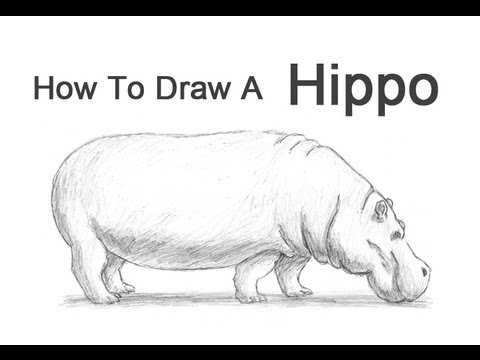 480x360 How To Draw A Hippopotamus - Hippopotamus Drawing