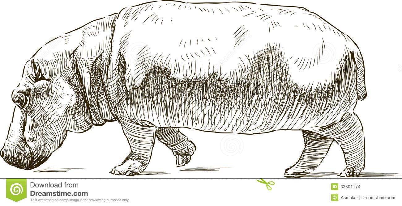 1300x667 Hippopotamus Drawing - Hippopotamus Drawing