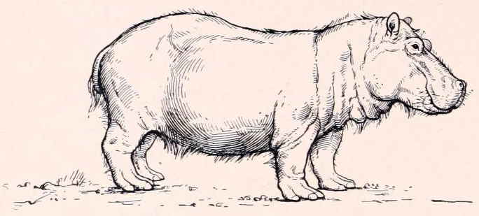684x309 Filehippopotamus Major Drawing - Hippopotamus Drawing