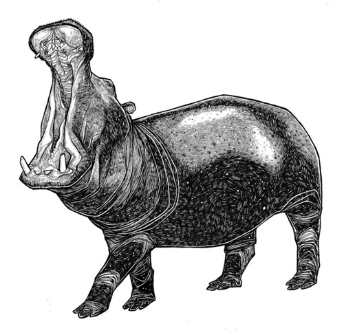500x487 Hippo Drawing - Hippopotamus Drawing