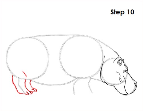 500x386 how to draw a hippopotamus - Hippopotamus Drawing Step By Step