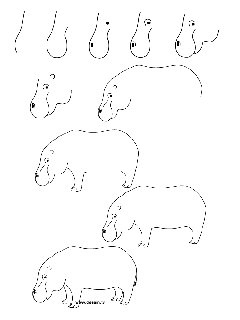 Hippopotamus Drawing Step By Step at PaintingValley.com | Explore ...