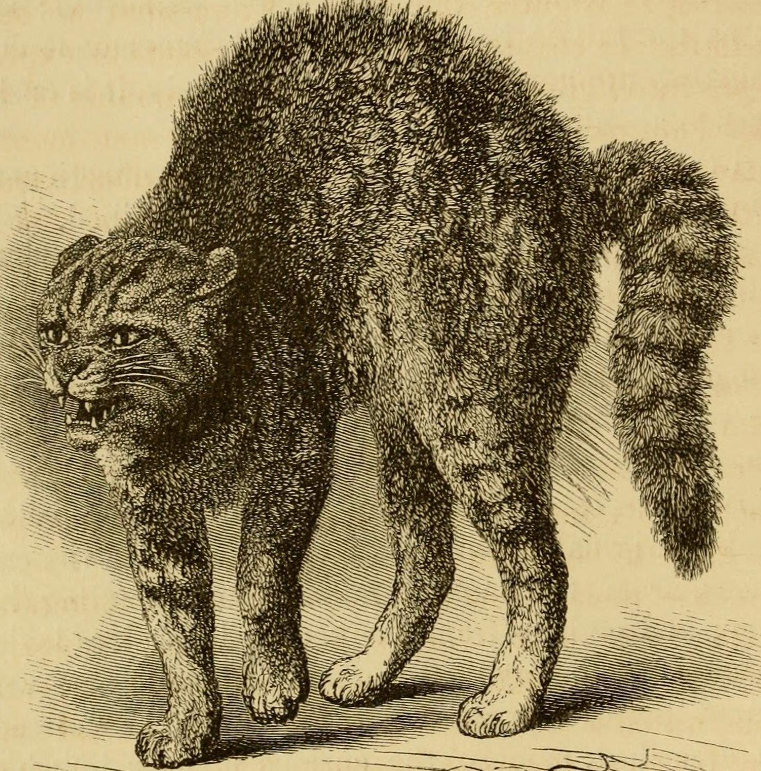 1482x1502 A Bizarre Tale Of Electric Streetcars And Century Cats - Hissing Cat Drawing