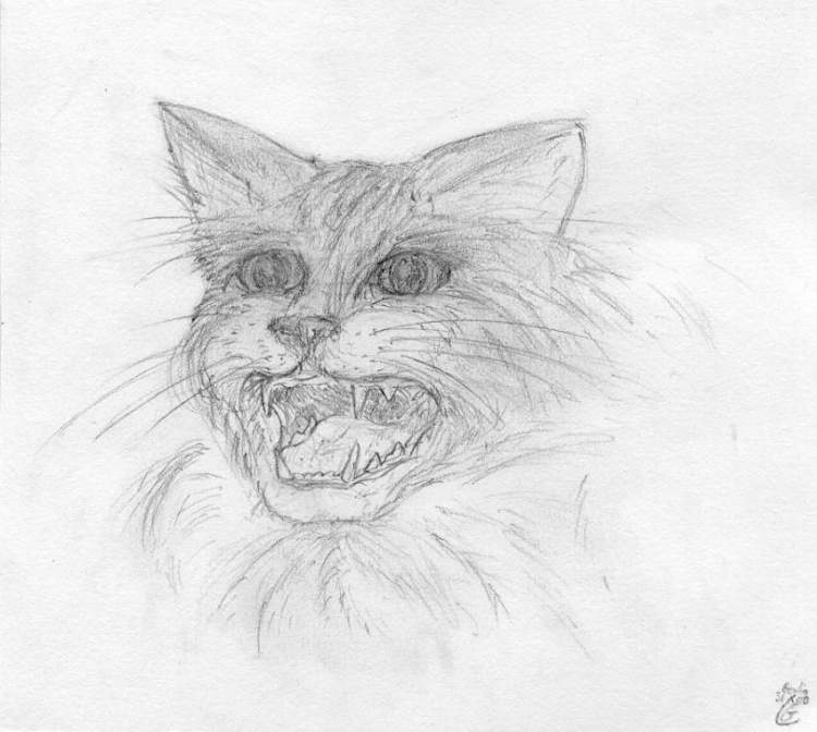 750x672 Hissing Cat - Hissing Cat Drawing