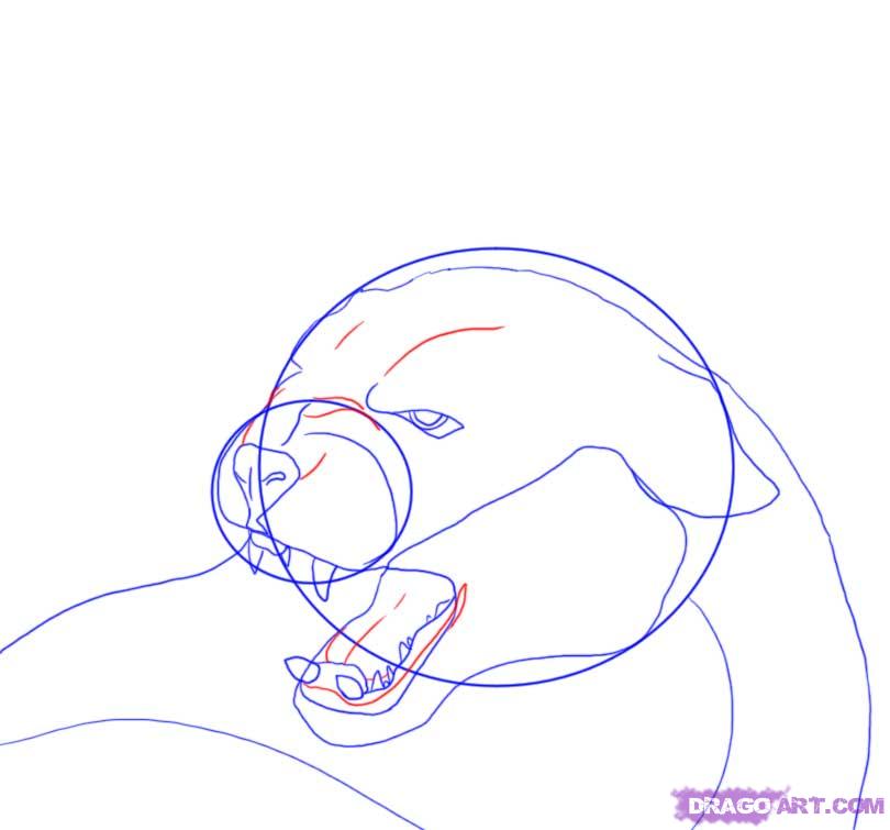 810x755 Step How To Draw A Cougar - Hissing Cat Drawing