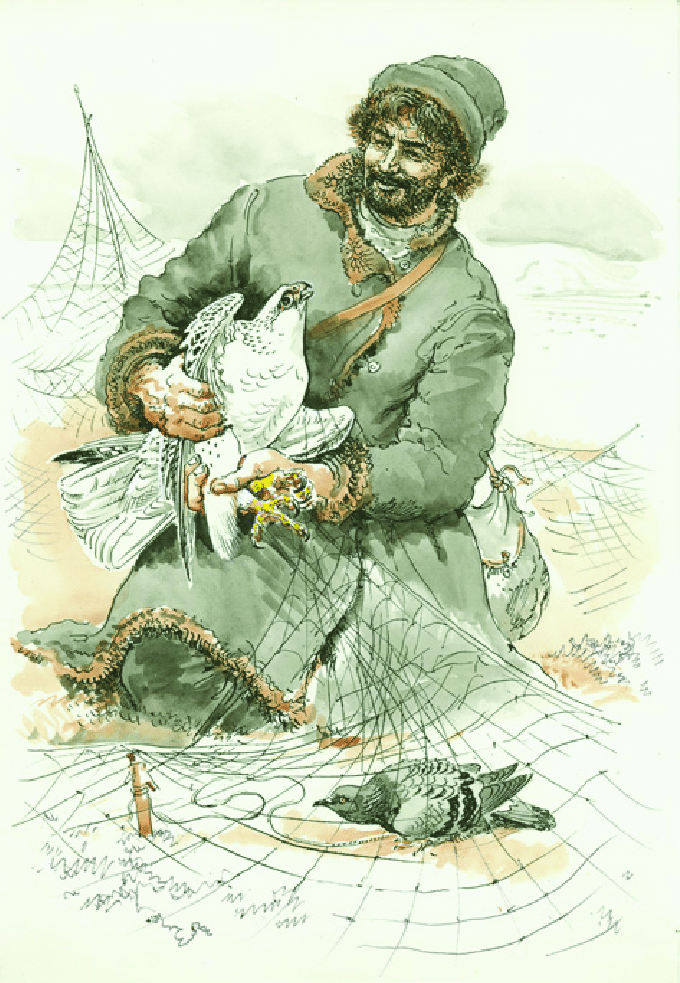 680x983 Trapping Of Gyrfalcon - Historical Drawing