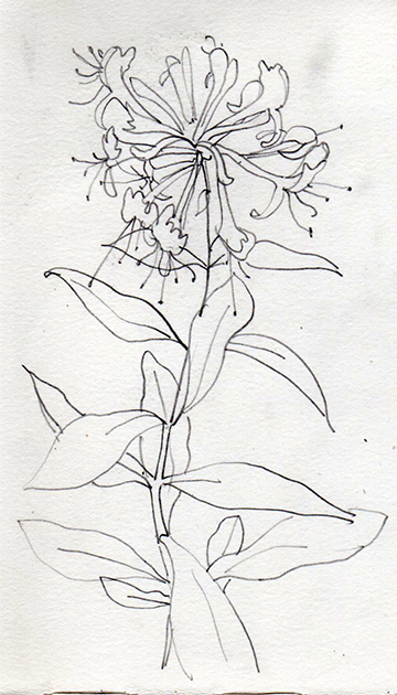 360x630 Natural History Illustration Drawing Is Vital - History Of Drawing