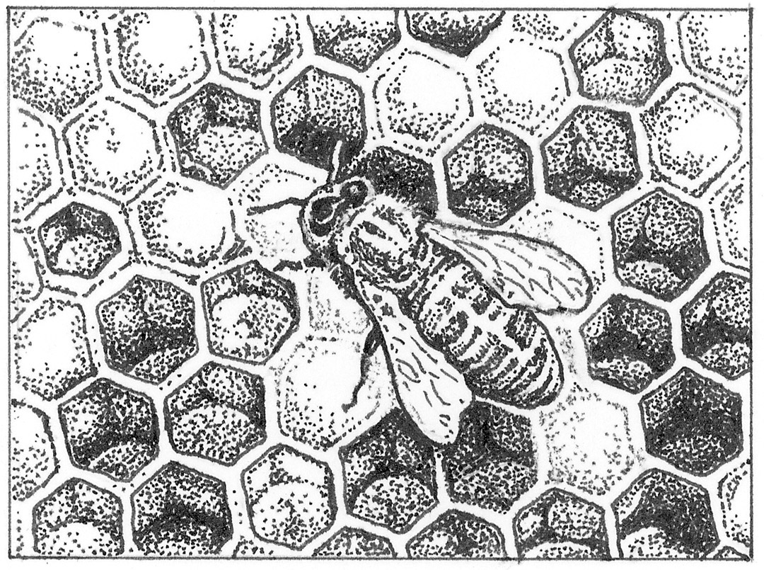 Hive Drawing at Explore collection of Hive Drawing