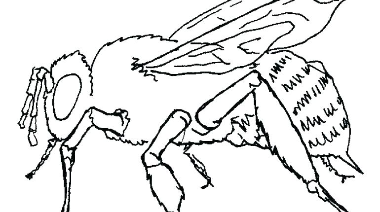 770x430 coloring pages for kids online unicorn printable drawn bee beehive - Hive Drawing