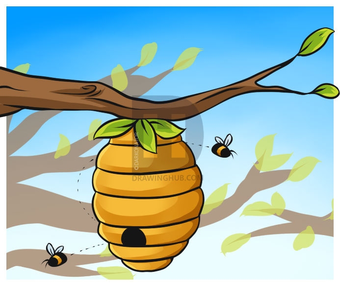693x584 how to draw a beehive, step - Hive Drawing