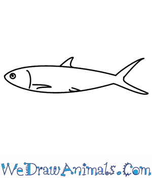 300x350 how to draw a fish - Hoe Drawing