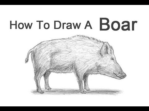 480x360 How To Draw A Boar - Hog Drawing