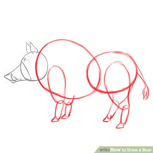 500x500 How To Draw A Boar Steps - Hog Drawing