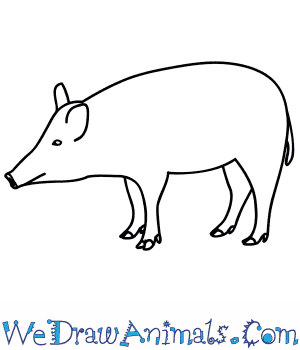 300x350 How To Draw A Boar - Hog Drawing