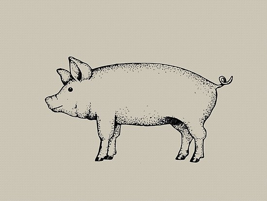 550x415 pig outline art standing pig hog drawing posters - Hog Drawing