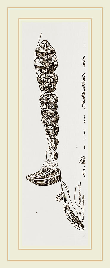 370x900 teeth of the hog drawing - Hog Drawing