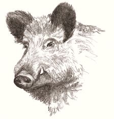 224x234 Wild Boar Drawing Porci In Wild Boar, Animal Drawings - Hog Drawing