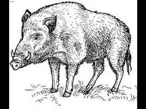 480x360 How To Draw Wild Boar Full Body Drawing Step - Hog Drawing