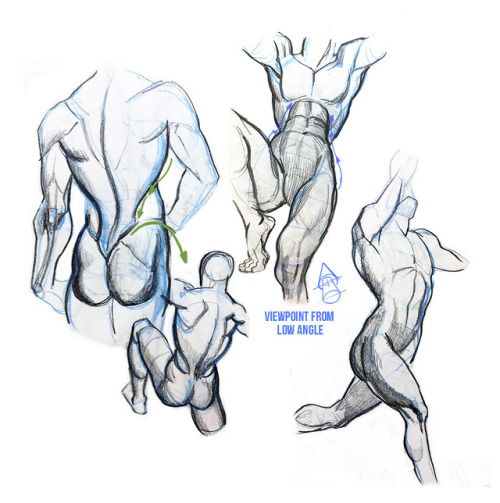 500x503 Dynamic Drawing Tumblr - Hogarth Dynamic Figure Drawing