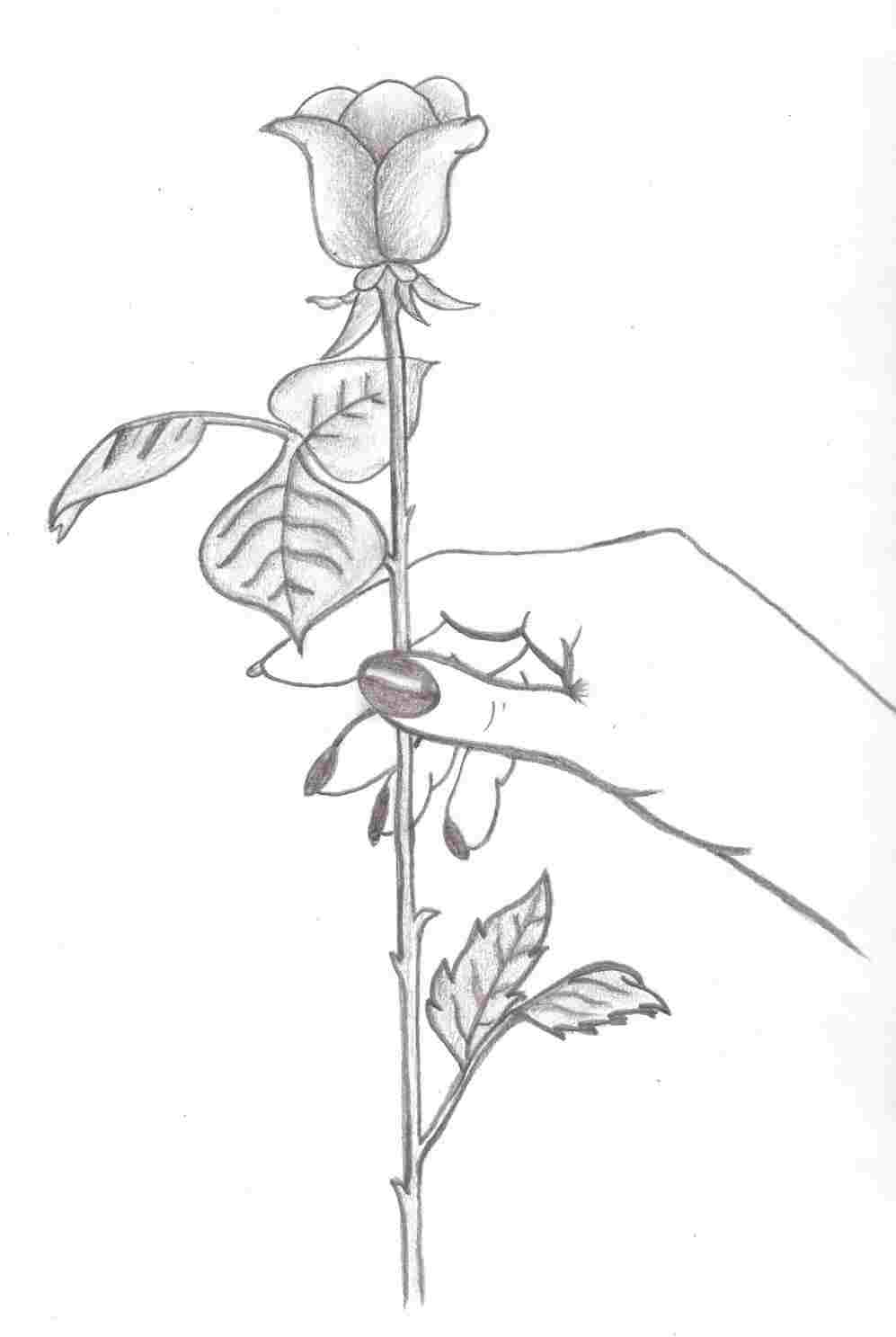 997x1487 Simple Hand Holding Rose Drawing Drawing Fine Art - Holding A Rose Drawing