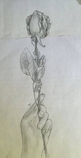 264x512 Sketch Good Life Amino Amino - Holding A Rose Drawing