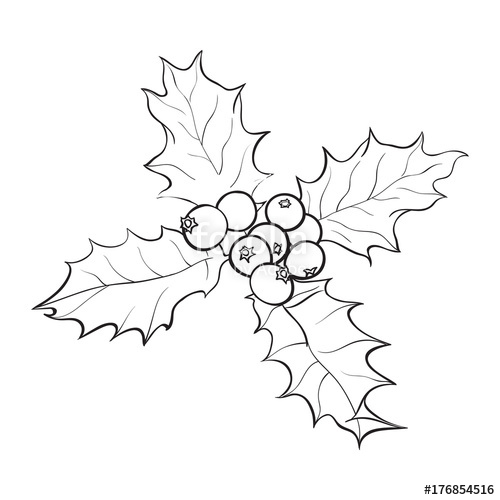 500x500 Mistletoe Black And White Branch With Leaves And Berries, Holly - Holly Berry Drawing