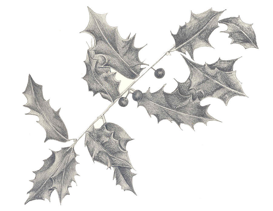 900x696 Holly Leaves Drawing - Holly Drawing