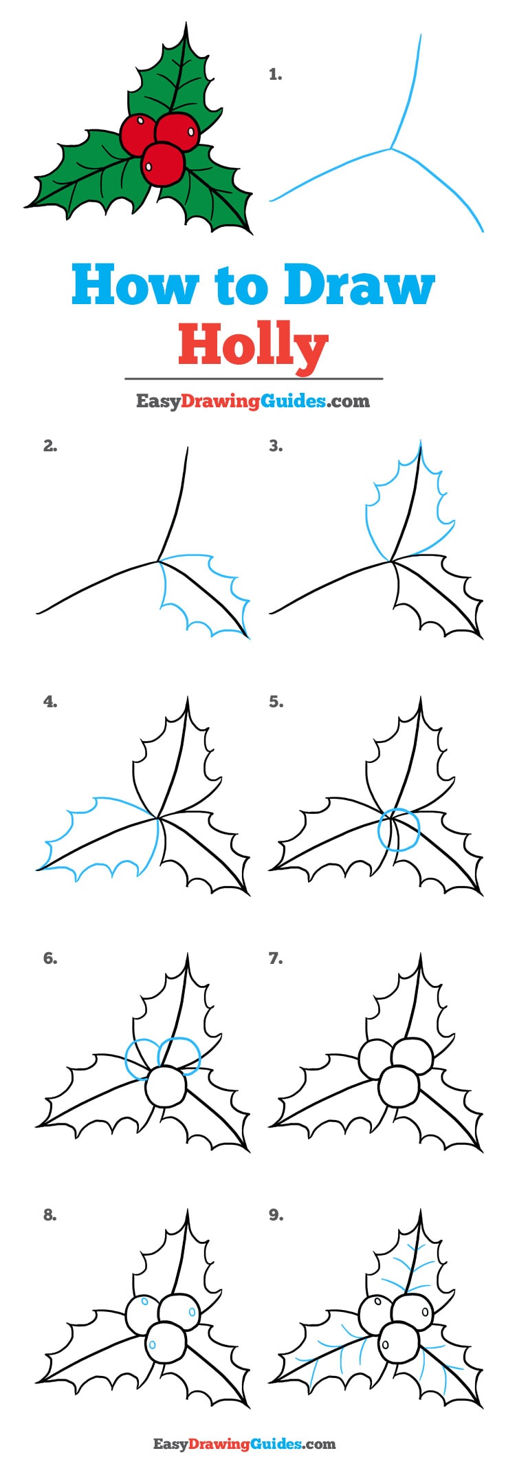 736x2141 how to draw holly for christmas - Holly Drawing