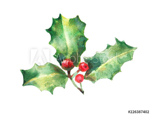 500x381 Watercolor Isolated Illustration Of Holly, Drawing - Holly Drawing