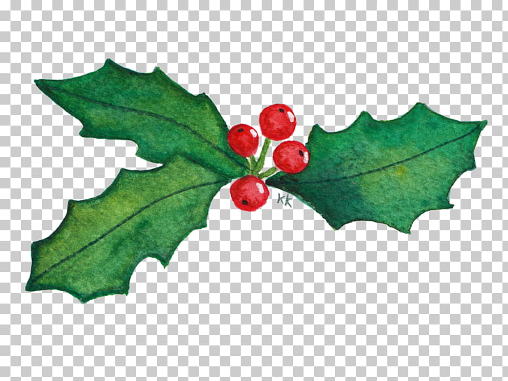 728x546 common holly drawing aquifoliales kleurplaat mat, blad png clipart - Holly Drawing