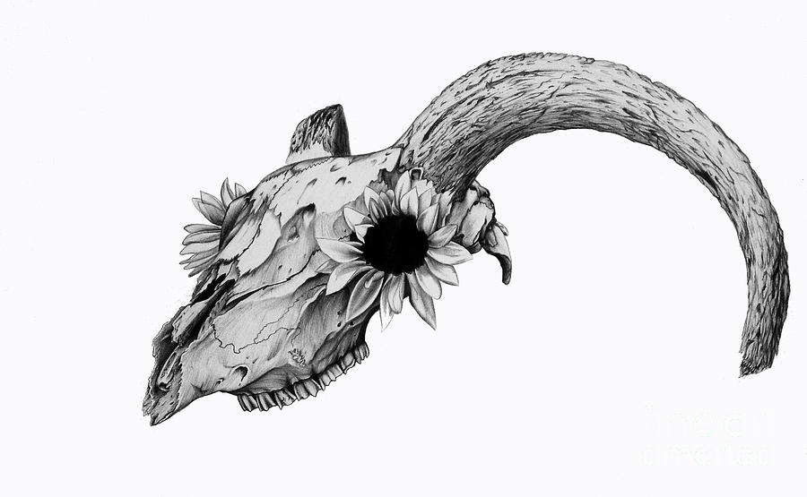 900x555 Daisy Drawing - Holly Drawing