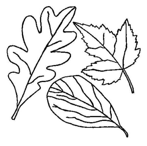 600x593 Holly Leaf Drawing - Holly Leaf Drawing