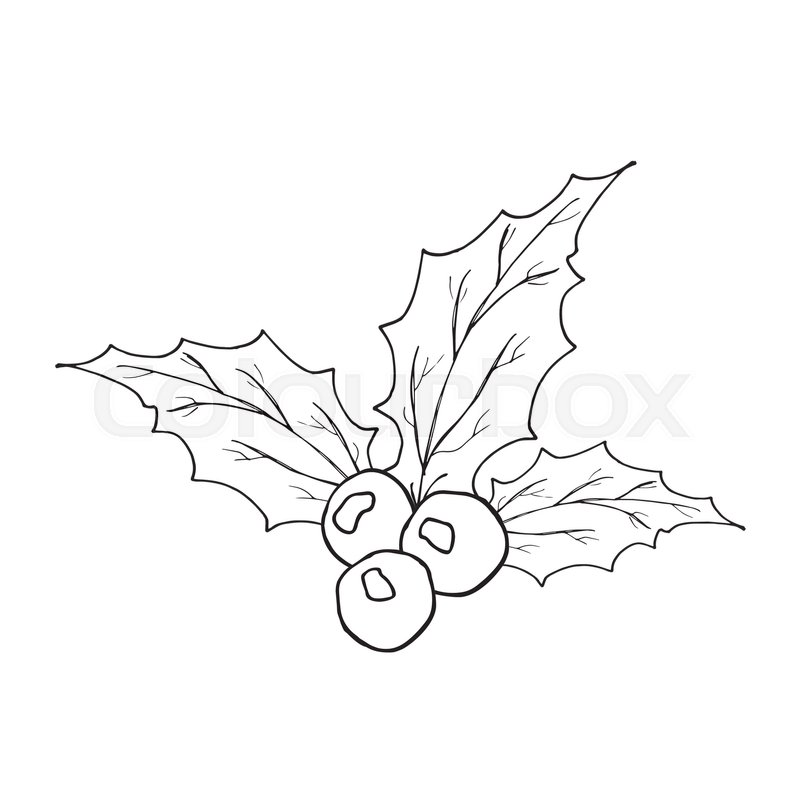 800x800 Holly Leaves And Berries Hand Drawn Stock Vector Colourbox - Holly Leaf Drawing