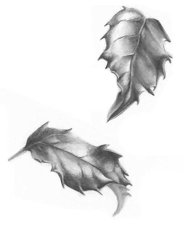 608x770 Holly Leaf Studies In Greyscale - Holly Leaf Drawing