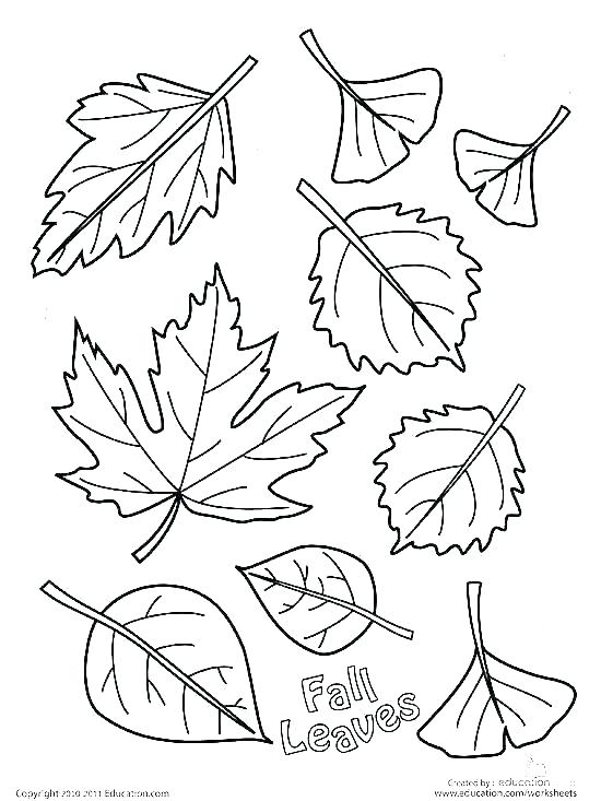 550x733 innovation inspiration holly leaves coloring pages fall leaf - Holly Leaf Drawing